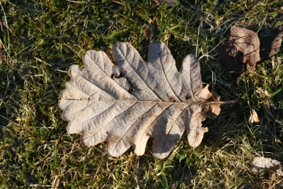 winter oak leaf